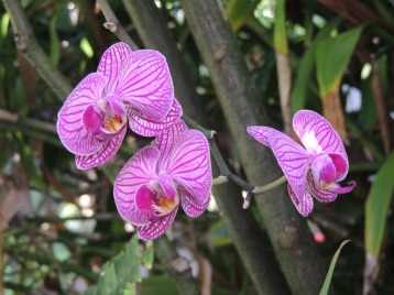 Orchidée du Jardin